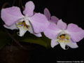 Photo : Phalaenopsis sanderiana