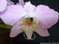 Photo : Phalaenopsis sanderiana