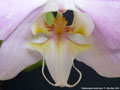 Photo : Phalaenopsis sanderiana