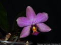 Photo : Phalaenopsis Purple Surprise