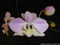 Photo : Phalaenopsis sanderiana