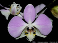 Photo : Phalaenopsis sanderiana