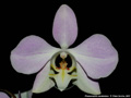 Photo : Phalaenopsis sanderiana