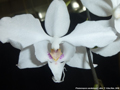 Photo : Phalaenopsis sanderiana