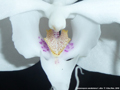 Photo : Phalaenopsis sanderiana