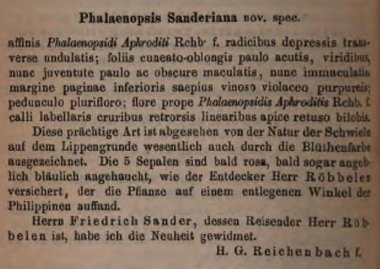 Phalaenopsis sanderiana