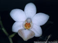 Photo : Phalaenopsis Love Heart
