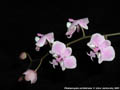 Photo : Phalaenopsis schilleriana
