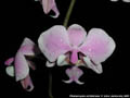 Photo : Phalaenopsis schilleriana