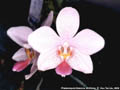 Photo : Phalaenopsis Essence Shihfong