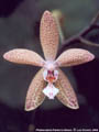 Photo : Phalaenopsis Fabienne Dream
