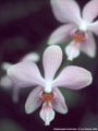 Photo : Phalaenopsis Schillambo