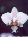 Photo : Phalaenopsis Wiganiae