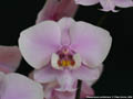 Photo : Phalaenopsis schilleriana