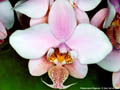 Photo : Phalaenopsis Wiganiae
