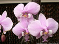 Photo : Phalaenopsis schilleriana