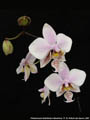 Photo : Phalaenopsis Wiganiae