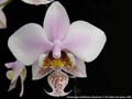 Photo : Phalaenopsis Wiganiae