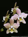 Photo : Phalaenopsis Fabienne Dream
