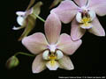 Photo : Phalaenopsis Fabienne Dream