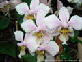 Photo : Phalaenopsis Wiganiae