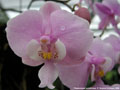 Photo : Phalaenopsis schilleriana