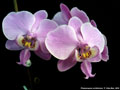 Photo : Phalaenopsis schilleriana