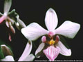 Photo : Phalaenopsis Baguio