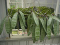 Photo : Phalaenopsis schilleriana
