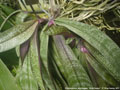 Photo : Phalaenopsis schilleriana