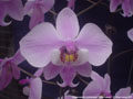 Photo : Phalaenopsis schilleriana