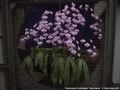 Photo : Phalaenopsis schilleriana