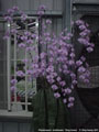 Photo : Phalaenopsis schilleriana