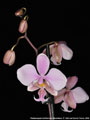 Photo : Phalaenopsis Wiganiae