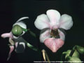 Photo : Phalaenopsis Pink Heart