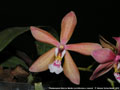 Photo : Phalaenopsis Schillmann