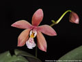 Photo : Phalaenopsis Schillmann