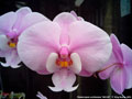 Photo : Phalaenopsis schilleriana