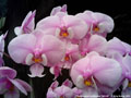 Photo : Phalaenopsis schilleriana