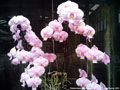 Photo : Phalaenopsis schilleriana