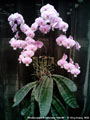 Photo : Phalaenopsis schilleriana