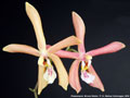 Photo : Dr. Markus Hohenegger