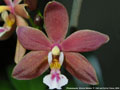 Photo : Phalaenopsis Schillmann