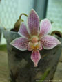 Photo : Phalaenopsis Alyos