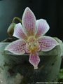 Photo : Phalaenopsis Alyos