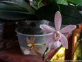 Photo : Phalaenopsis Britannia