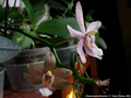Photo : Phalaenopsis Britannia