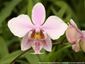 Photo : Phalaenopsis Wiganiae