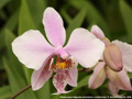 Photo : Phalaenopsis Wiganiae