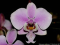 Photo : Phalaenopsis schilleriana